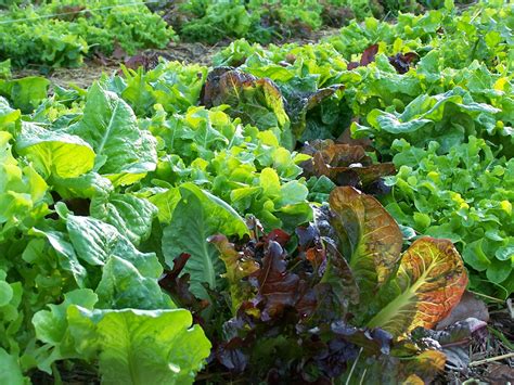 co opportunity market culver city 1