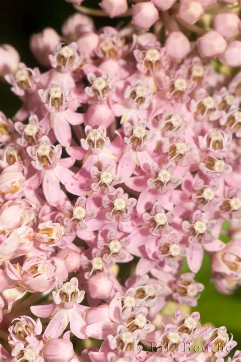 Pink Swamp Milkweed Wildflowers Nature In Focus