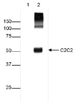C2C2 Polyclonal Antibody | Diagenode