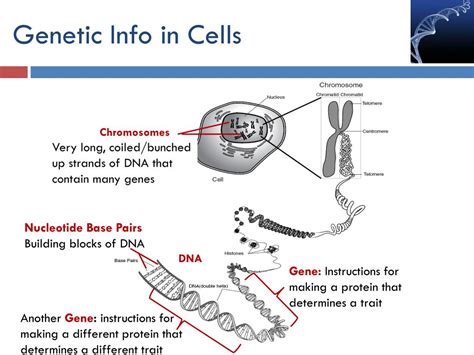 Ppt Intro To Genetics Dna Structure And Function Powerpoint