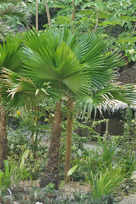 Saribus rotundifolius (Arecaceae) image 121357 at PhytoImages.siu.edu