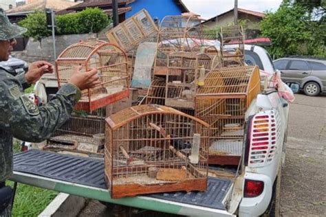 Pm Ambiental Resgata P Ssaros Em Cativeiro E Apreende Armas De Fogo Em