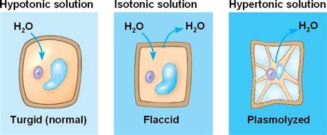 Plant Cells Are Turgid Firm And Generally Healthiest In A Hypotonic