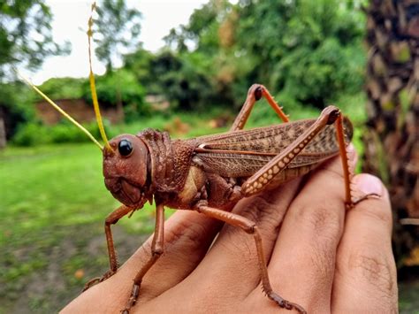 Really Big Grasshopper Aww