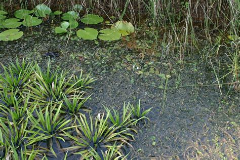 De Beste Inheemse Vijverplanten De Natuur Van Hier