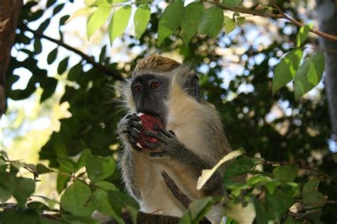 Barbados Wildlife Reserve - Totally Barbados