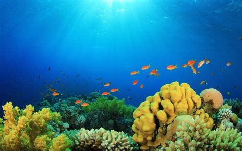 underwater desktop wallpaper 4