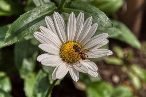 Margarida Flor Abelha Foto Gratuita No Pixabay Pixabay