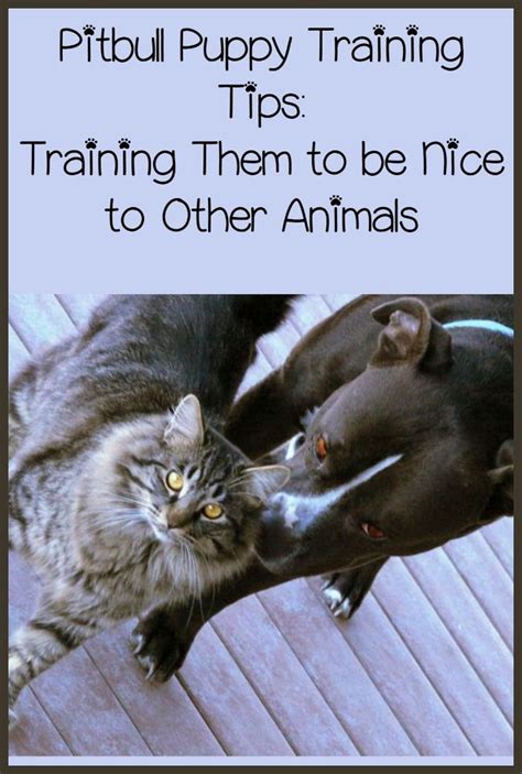 Pitbull Puppy Training Tips: Training Them to be Nice | Puppy training ...