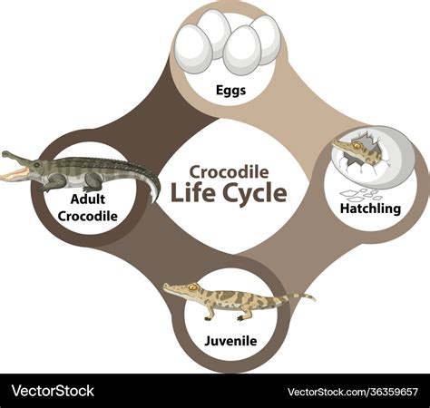 Crocodile Life Cycle Diagram