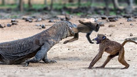 Violent Komodo dragon attacked and bitten the mother monkey's head in