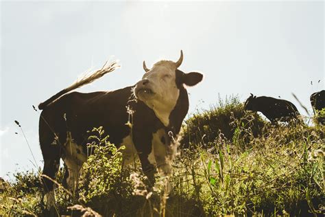 Brown and White Cow on Grassfield · Free Stock Photo