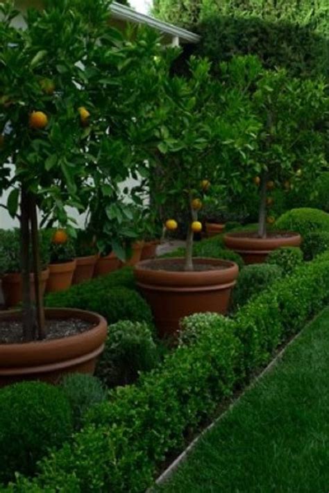 Front Yard Fruit Trees: Adding Beauty And Flavor To Your Home