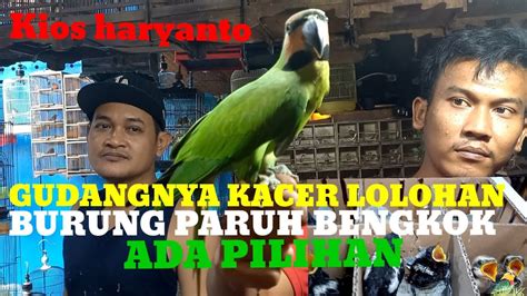 Gudangnya Kacer Lolohan Di Pasar Burung Pramuka Ada Juga Stok Lolohan