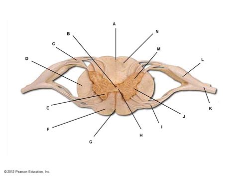 Spinal cord and spinal nerve roots Diagram | Quizlet