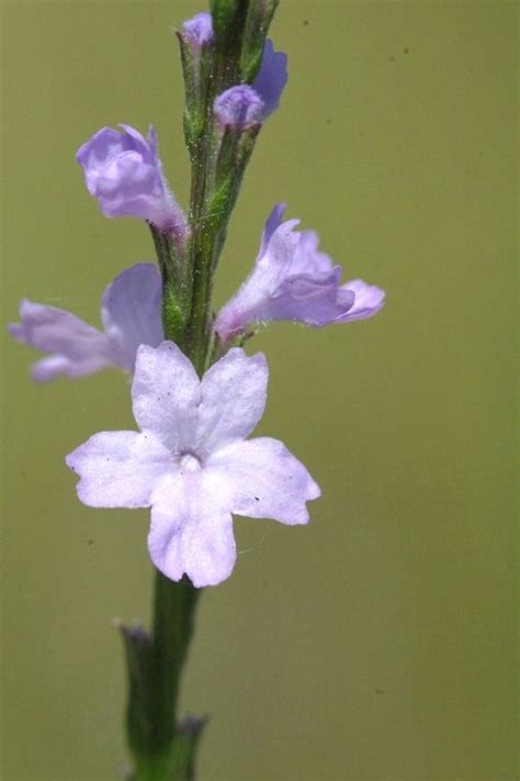 Verbena officinalis (European vervain): Go Botany