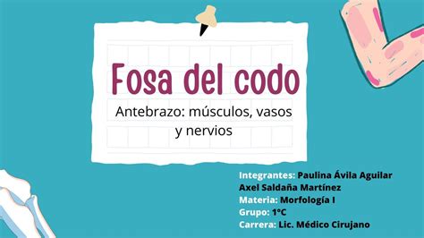 Fosa del codo y antebrazo Paulina Ávila uDocz