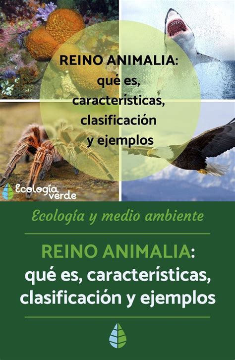 Reino Animalia O Animal Qué Es Características Clasificación Y