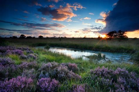 Heather Flowers Scenery Sunrises And Sunsets Sky Clouds Grass