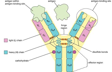 Antibody Structure Fab Fc