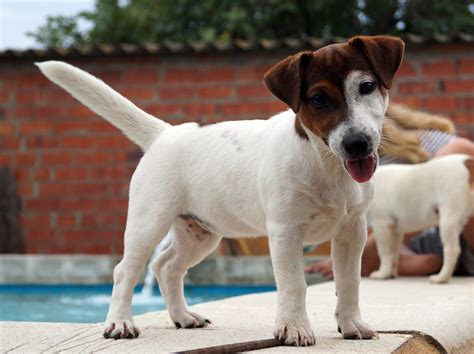 Jack Russell Terrier De Zeldrak 4 Nuestras Hembras