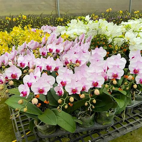 Beautiful Phalaenopsis Orchid Varieties