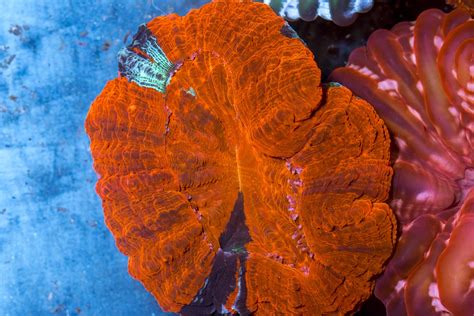 Shop Desh Reeftopia Australia S Source For Premium Fish Coral