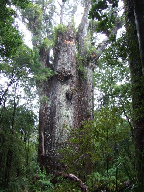 Te Matua Ngahere Is A Giant Kauri Agathis Australis Coniferous Tree In The Waipoua Forest Of