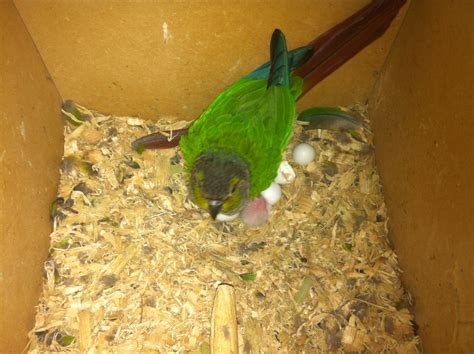 Parrot Breeding: First Green Cheek Conure Chick of the Season