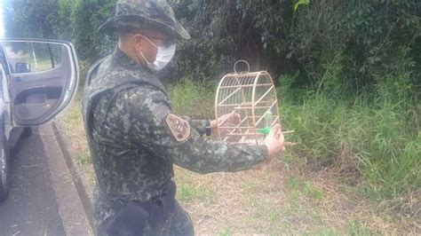 S O Carlos Aves Silvestres Que Eram Mantidas Em Cativeiro S O