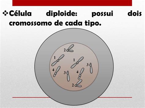 No Homem Quantos Cromossomos Possui Uma Célula Diploide