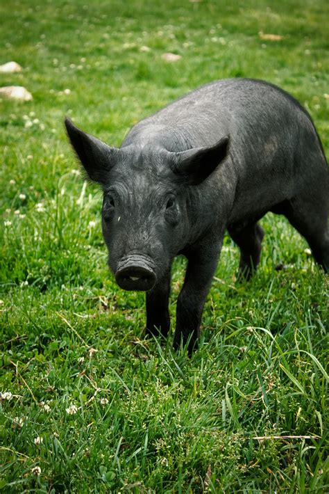 White Pig · Free Stock Photo