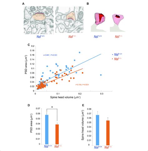 Decrease In Postsynaptic Density PSD Area In Postsynaptic Membrane