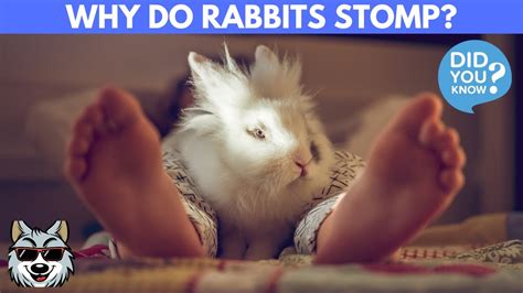 Why Do Rabbits Stomp Their Feet Youtube