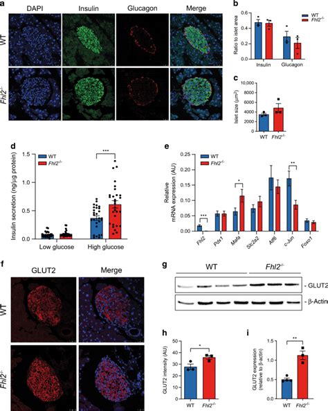 Pancreatic Islets From Fhl2−− Mice Secrete More Insulin And Show