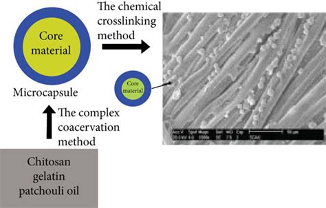 Schematic Representation Of The Chitosan Gelatin Microcapsules And