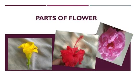 Parts Of A Hibiscus Flower And Their Functions Ppt Best Flower Site