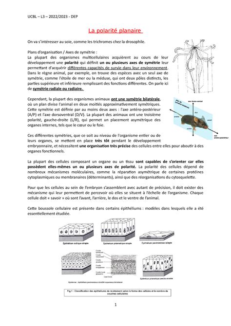 La polarité planaire Plans dorganisation Axes de symétrie La