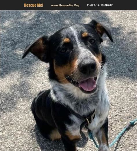 ADOPT 23121600267 Black And Tan Coonhound Rescue Traverse City MI