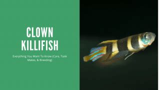 Clown Killifish A Complete Care Guide AquariumStoreDepot