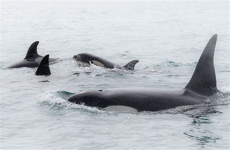 Hiu Putih Takluk Pada Paus Orca Ini Predator Teratas Di Lautan Dari Laut