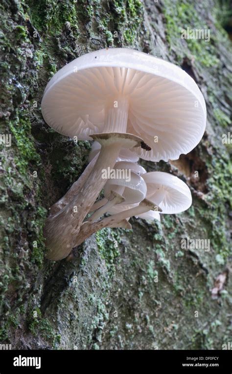 Porcelain Mushroom Oudemansiella Mucida Tinner Loh Haren Emsland