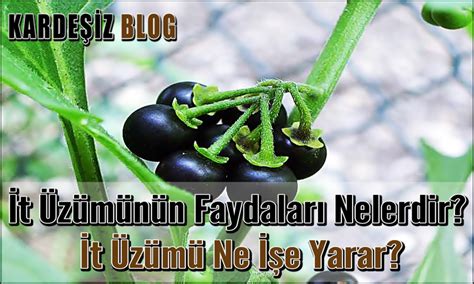 İt Üzümünün Faydaları Nelerdir İt Üzümü Ne İşe Yarar