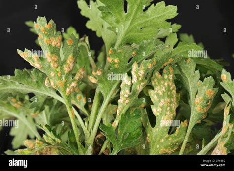 White Rust Puccinia Horiana On The Underside Of A Chrysanthemum Leaf