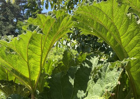 The Mighty Gunnera - Bellevue Botanical Garden
