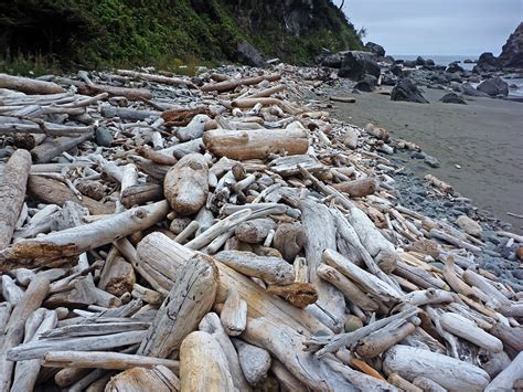 Driftwood: Hidden Beach Trail, Redwood National and State Parks, California