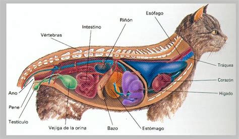 Anatomía de un gato Anatomía Pinterest