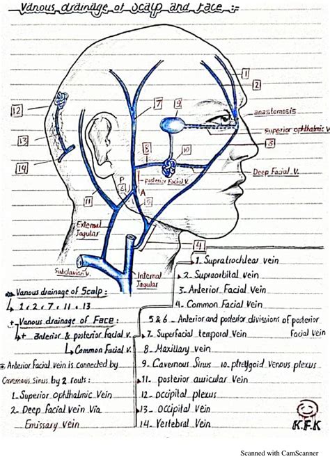 SOLUTION Venous Drainage Of Scalp And Face Anatomy Head And Neck Neuro