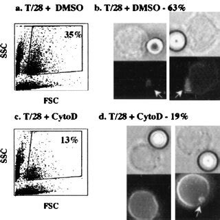 Disruption Of The Actin Cytoskeleton Abrogates Lipid Raft Movement In