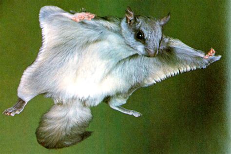 Northern Flying Squirrel